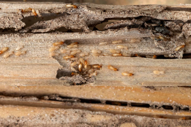 Best Bed Bug Extermination  in Beaumont, TX